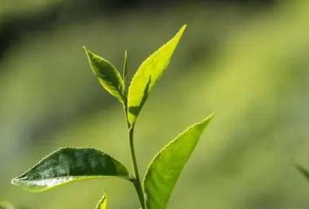 茶叶水分测定,茶叶水分标准