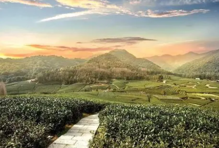 古代茶叶贸易,茶叶贸易发展