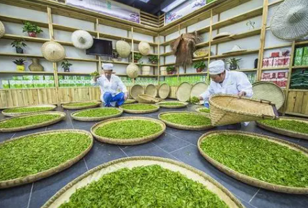 茶叶销售方案,茶叶销售选择