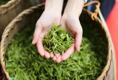 现代茶叶代理,茶叶代理利润