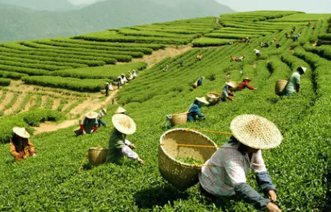 茶叶行情状况,开店成本