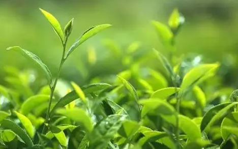 有机茶特点,有机茶区别