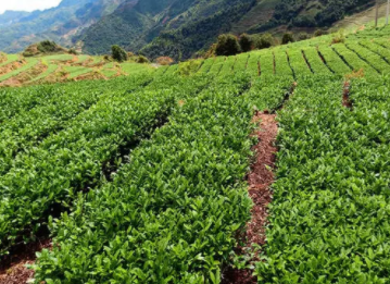 茶叶种植产业