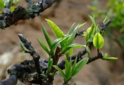 茶树不长芽不存在