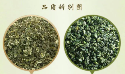 如何辨别各种茶叶