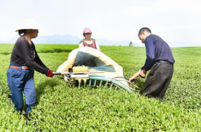 茶叶采摘机生产厂