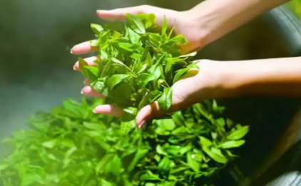 茶叶有茶青味