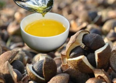 茶叶籽油作用与功效