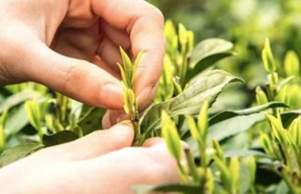 茶叶采摘季节