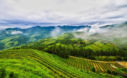 茶叶公司发展出路