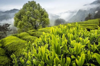 茶叶产地起源