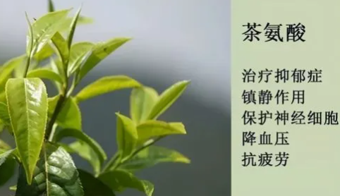 茶叶茶氨酸
