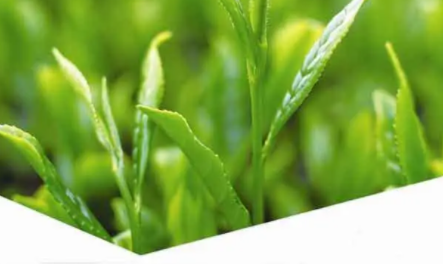 有机绿茶茶叶