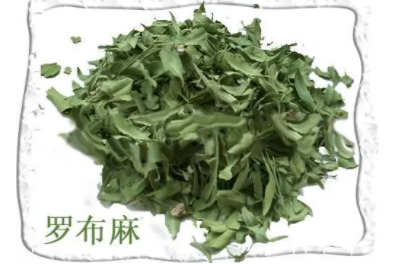 茶叶罗布麻