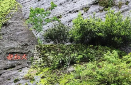 大红袍茶叶母树