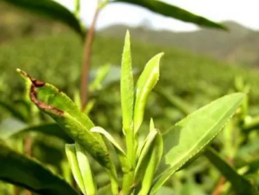 手工茶叶树制作