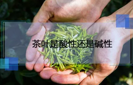 茶叶是酸性还是碱