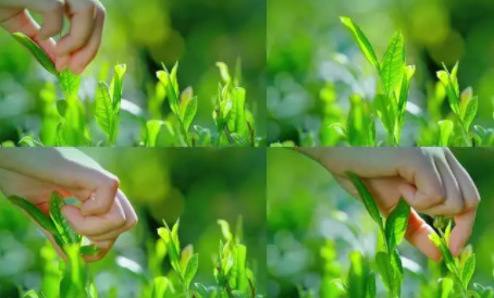 摘茶叶体会