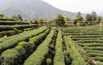 茶叶种植与管理