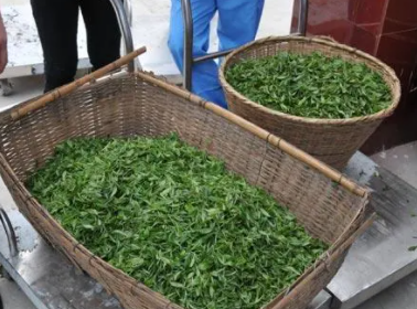 做茶叶再卖