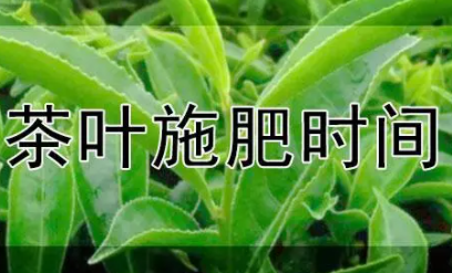 茶叶施肥次数