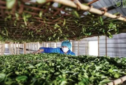 茶叶现代发酵工艺