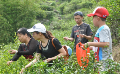 摘茶叶暑假工