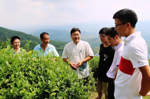 茶叶价值提升研究