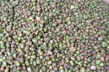 茶叶籽种植季节