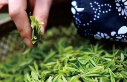 找茶叶客户资源