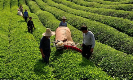 种植茶叶不喷药