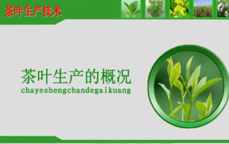 茶叶生产标准