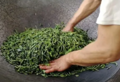 绿茶茶叶加工工艺绿茶制作泡茶工艺